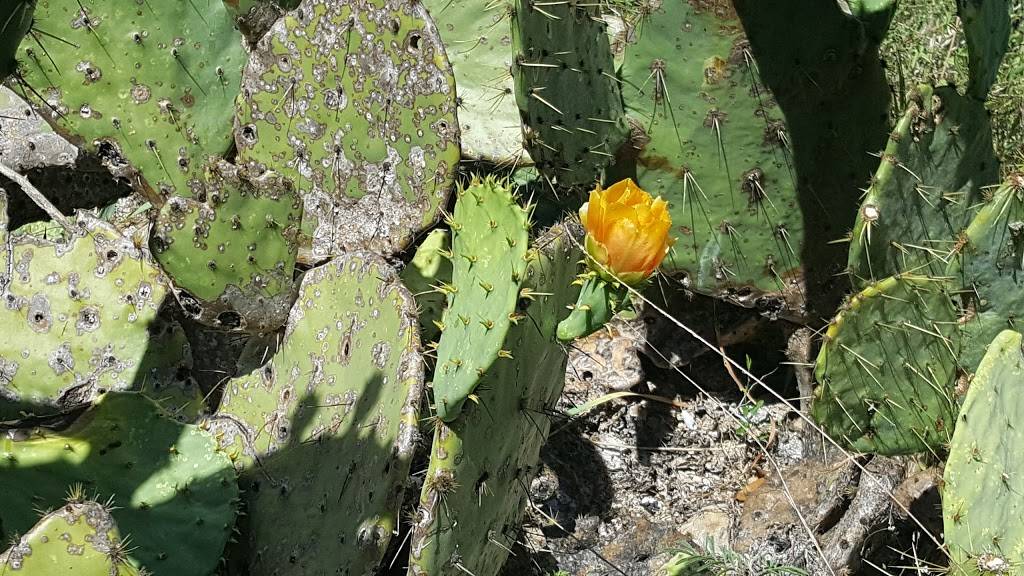 Stephenson Nature Preserve And Outdoor Education Center | 7501 Longview Rd, Austin, TX 78745, USA | Phone: (512) 974-6700