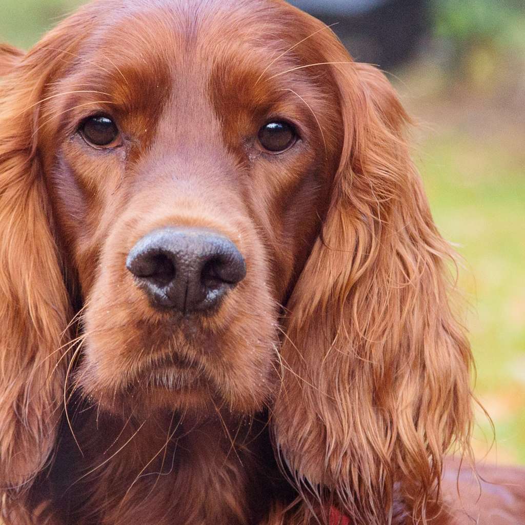 Edward the Setter | Chart Cottage, Turners Hill Rd, Crawley Down, Crawley RH10 4HG, UK | Phone: 01342 716393