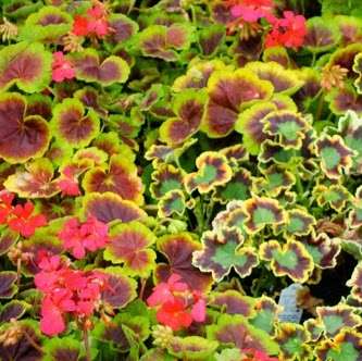 Calaveras Nursery, Inc. | 1000 Calaveras Rd, Sunol, CA 94586, USA | Phone: (925) 862-2286