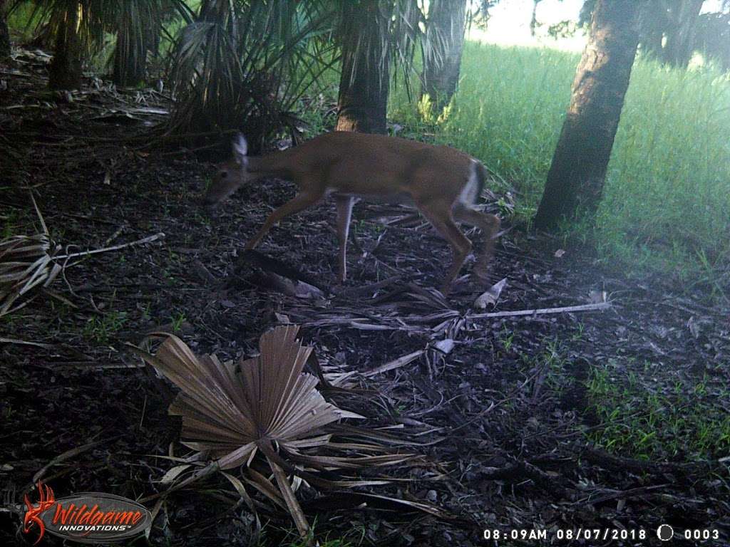 Three Forks Conservation Area North Trailhead | Walk in, Melbourne, FL 32904, USA