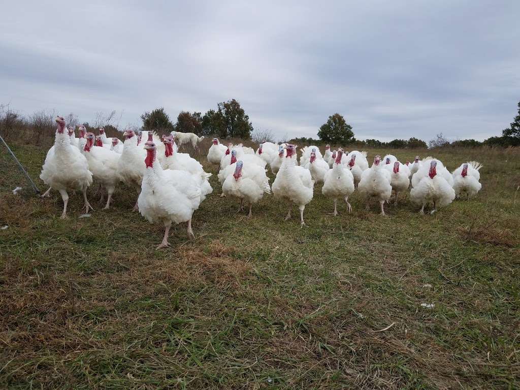 Davids Pasture, LLC | 696 NE State Hwy CC, Concordia, MO 64020, USA | Phone: (816) 633-2411