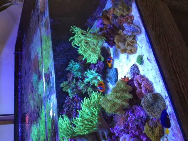 Amazing Aquariums & Reefs | 646 E Katella Ave, Orange, CA 92867, USA | Phone: (714) 928-5299