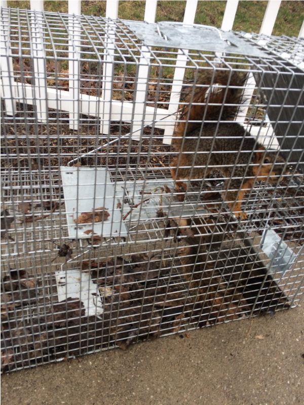 Critter Removal Indianapolis | 4998 Riverview Dr, Indianapolis, IN 46208, USA | Phone: (317) 514-0898