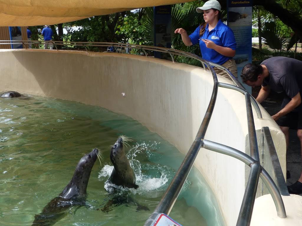 Sea Lion and Seal Feeder Pool | Unnamed Road, Key Biscayne, FL 33149, USA