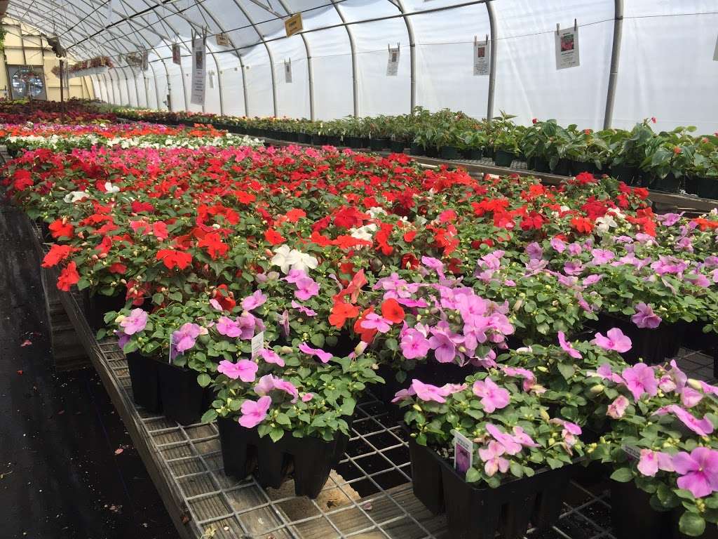 Groffs Plant Farm | 6128 Street Rd, Kirkwood, PA 17536, USA | Phone: (717) 529-3001