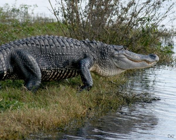 Rays Airboat Rides | 1242 Cupid Ave, Christmas, FL 32709, USA | Phone: (321) 360-4659