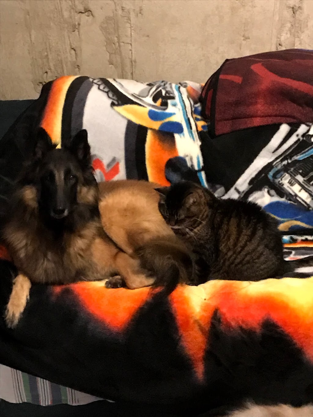 Happy Howlers Raw Pet Food | 8304 Mundare Crescent, Niagara Falls, ON L2G 7M5, Canada | Phone: (905) 295-3134