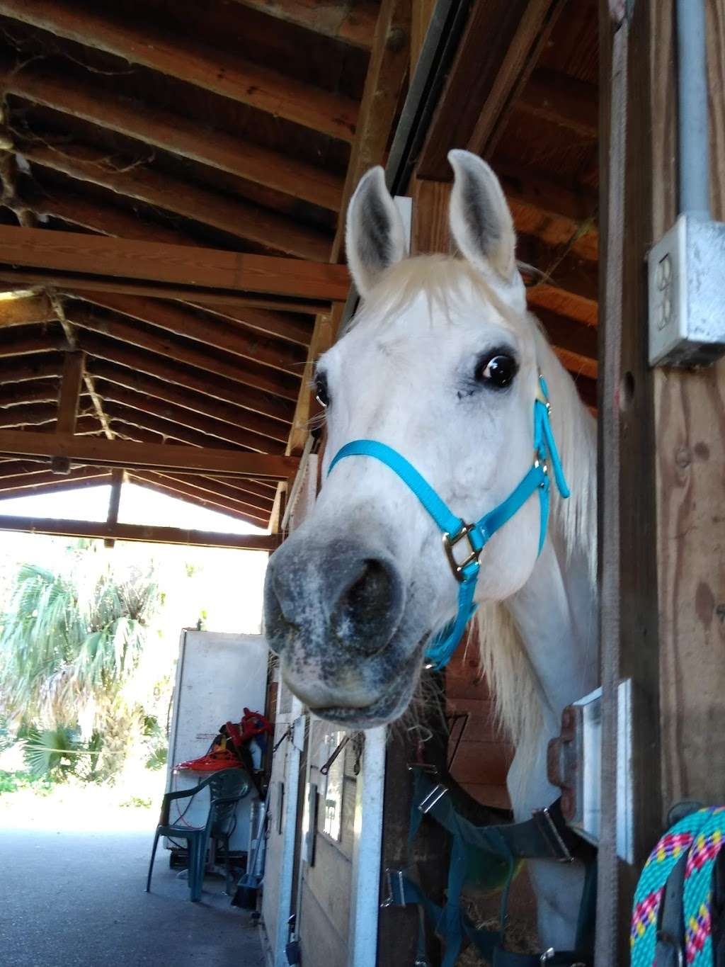 Newman Equine & Associates PA | 2005 Pluckebaum Rd, Cocoa, FL 32926, USA | Phone: (321) 639-4242