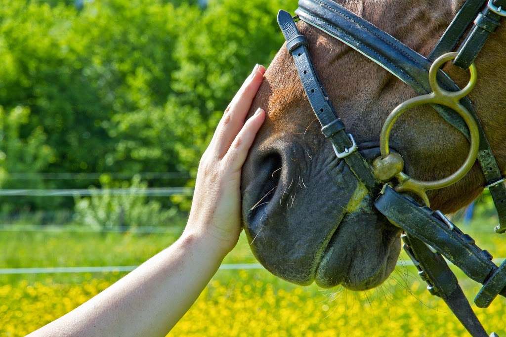 Northeast Equine Veterinary Dental Services, LLC | 84 Hill St, Topsfield, MA 01983, USA | Phone: (978) 500-9293