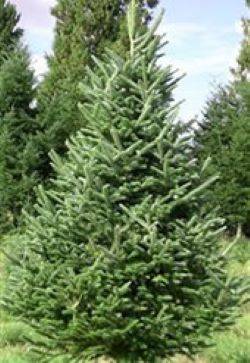 Neighborhood Christmas Tree Co. | 7301 S Santa Fe Dr, Littleton, CO 80120, USA | Phone: (303) 478-0373