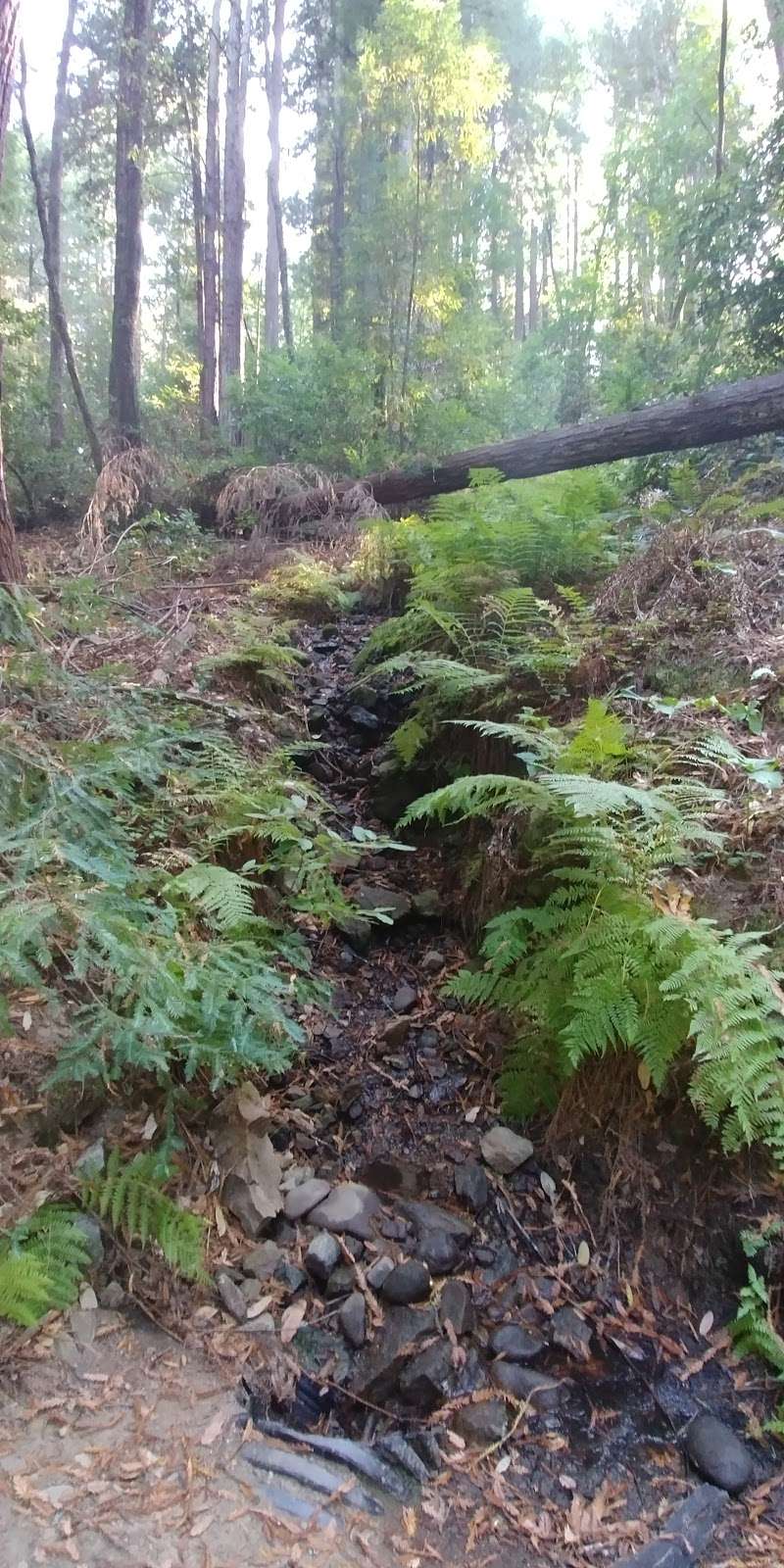 Rincon Parking Lot, Henry Cowell SP | CA-9, Santa Cruz, CA 95060