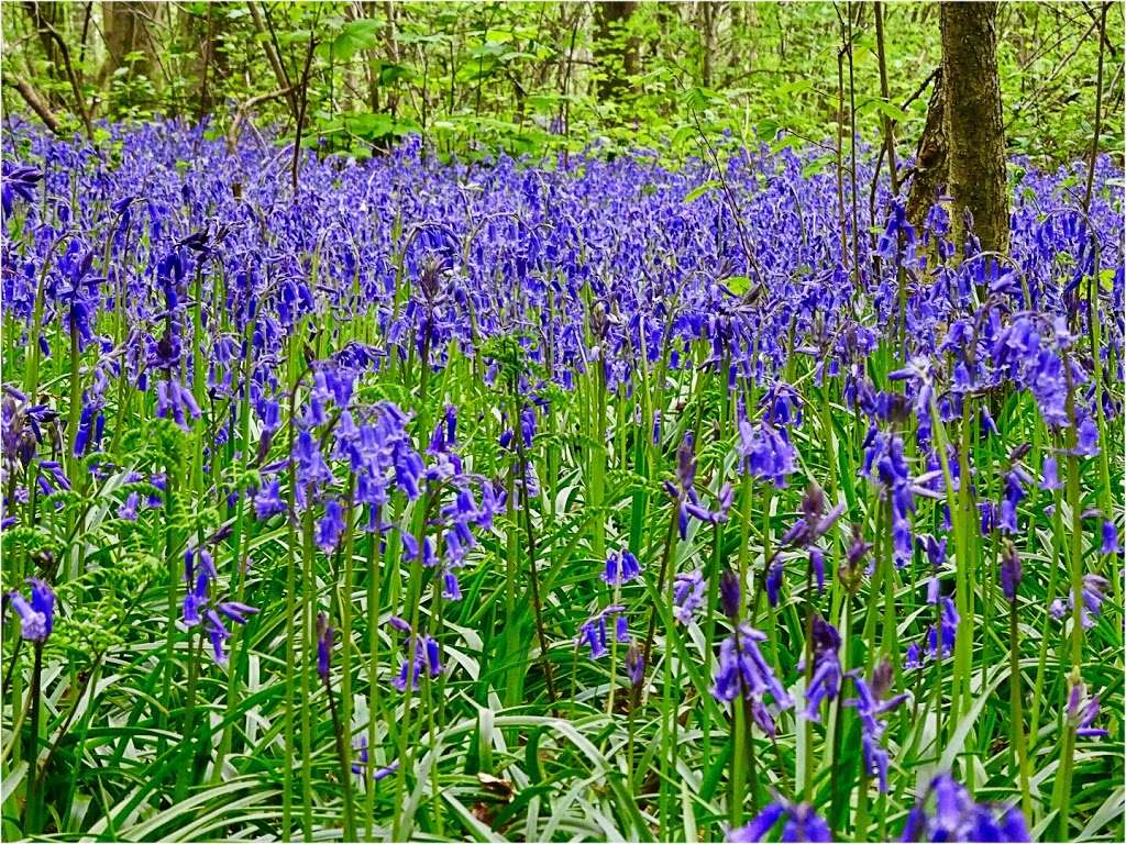 Great Church Wood Nature Reserve | Woldingham, Caterham CR3 7JG, UK