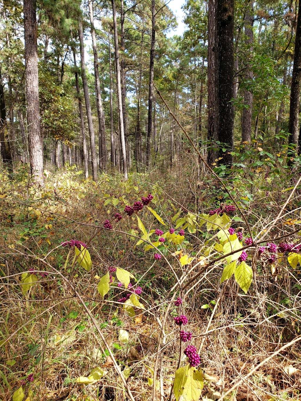 Sam Houston National Forest Equestrian Parking | Forest Service Rd 234, New Waverly, TX 77358, USA