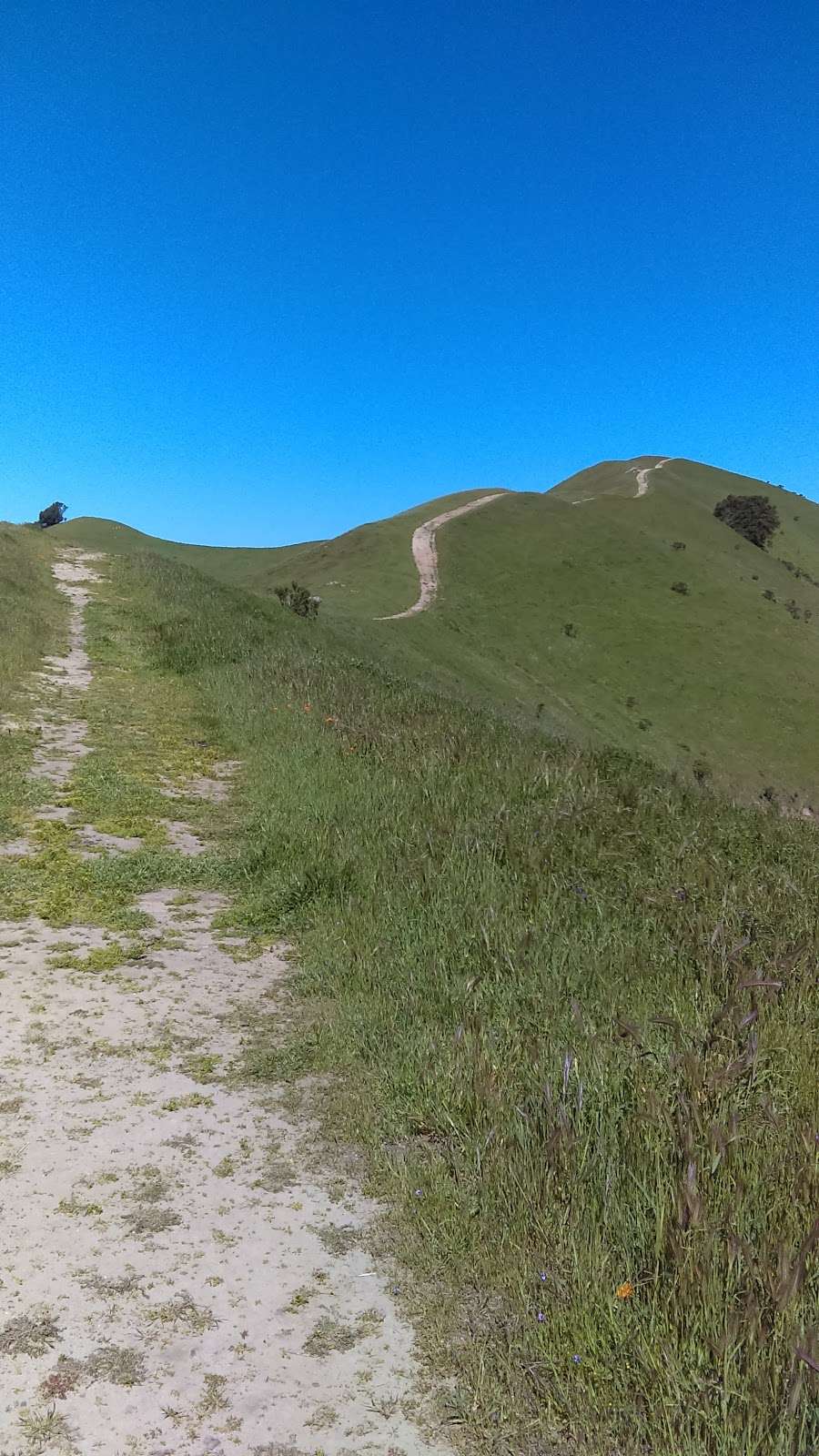 Las Trampas Ridge Trail | Las Trampas Ridge Trail, Moraga, CA 94556, USA | Phone: (888) 327-2757