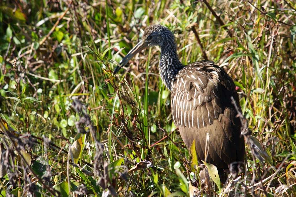 Alligator Cove Airboat Nature Tours | 14900 Camp Mack Rd, Lake Wales, FL 33898, USA | Phone: (863) 696-0406