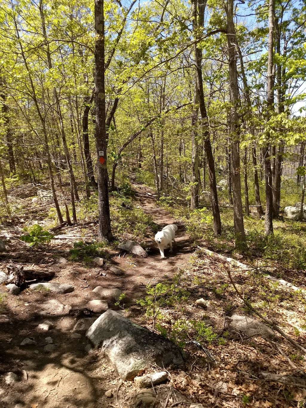 Tompson Street Reservation | Gloucester, MA 01930