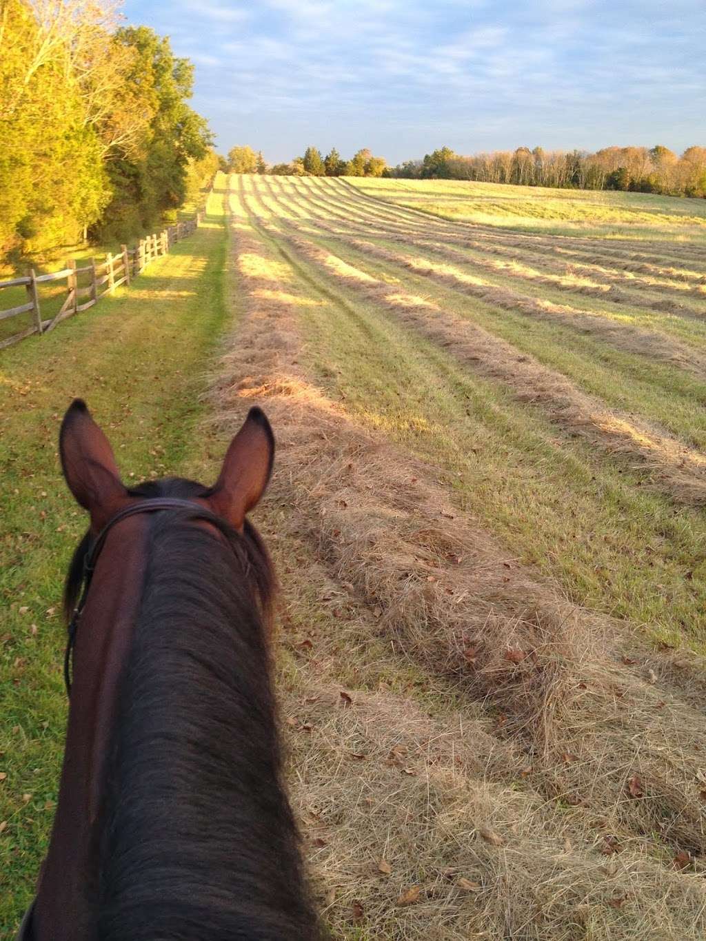 Elite Equestrian International at Windy Hill Farm | 1650 Lamington Rd, Bedminster Township, NJ 07921, USA | Phone: (908) 719-9010