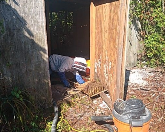 Bills Professional Bee Removal | 3431 Biscayne Dr, Merritt Island, FL 32953, USA | Phone: (321) 576-6956