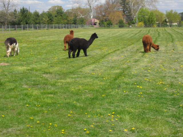 Stormwind Alpacas Farm and Farm Store | 1862 Jacksonville Jobstown Rd, Columbus, NJ 08022, USA | Phone: (609) 694-3410