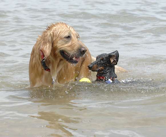 Montrose Dog Beach - Dog Friendly Area | W Lawrence Ave, Chicago, IL 60640 | Phone: (773) 295-6354