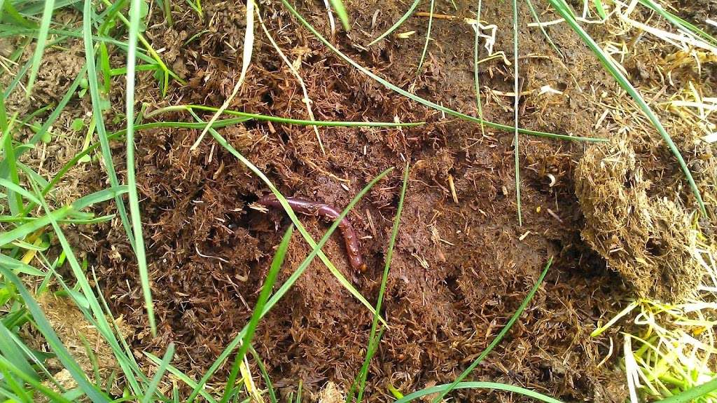 Vitality Pastures | 152 Trench Rd, Bridgeton, NJ 08302, USA | Phone: (856) 297-8336