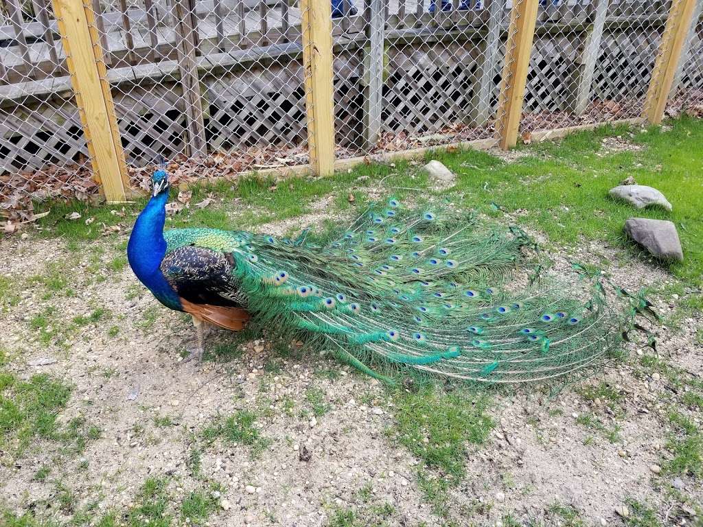Cohanzick Zoo | 45 Mayor Aitken Dr, Bridgeton, NJ 08302, USA | Phone: (856) 453-1658