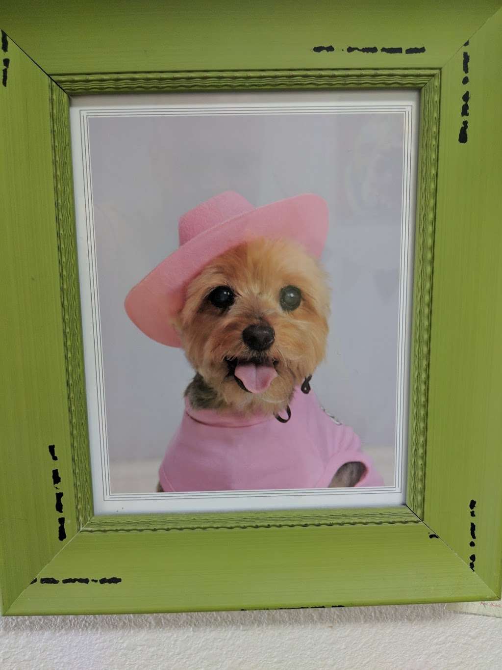 Barks & Bones Boutique | 7270 Victoria Park Ln Suite 3F, Rancho Cucamonga, CA 91739, USA | Phone: (909) 803-0720