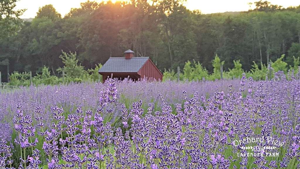 Orchard View Lavender Farm | 101 Karrsville Rd, Port Murray, NJ 07865 | Phone: (201) 341-8147