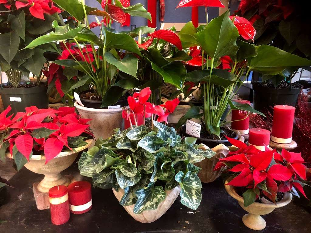 Pots & Plants | 10106 Georgetown Pike, Great Falls, VA 22066 | Phone: (703) 759-5900