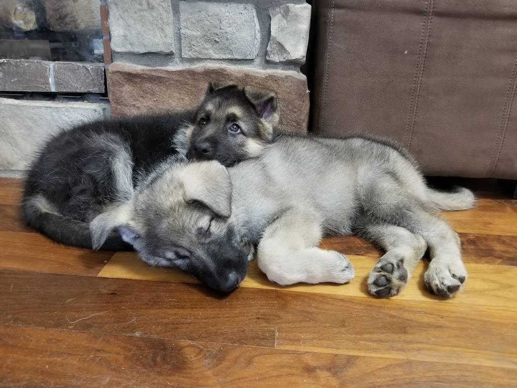 Menards Legendary German Shepherds | 13220 Calhoun Rd, Omaha, NE 68152, USA | Phone: (402) 451-2660