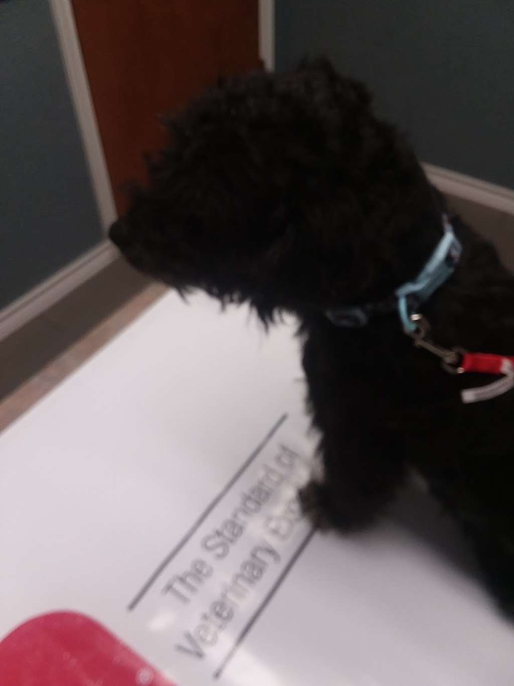 Pearland Pet Health Center | 10525 Hughes Ranch Rd, Pearland, TX 77584, USA | Phone: (713) 436-2555