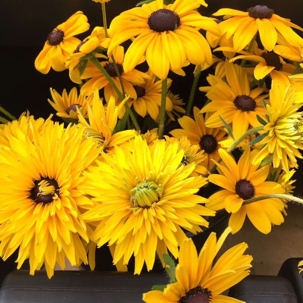 STILL WATERS FARM AND GARDENS | 1321 Schumann Ln, Hickory, NC 28602, USA | Phone: (704) 578-4586