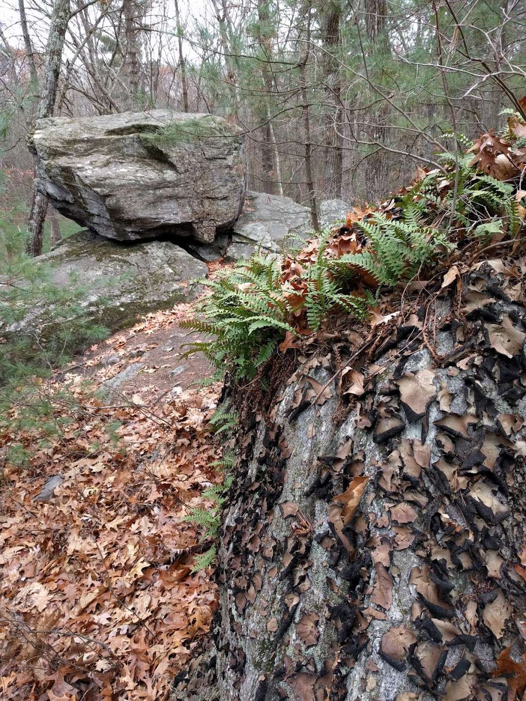 Thanksgiving Forest Reservation | 38-50 Janet Rd, Chelmsford, MA 01824, USA