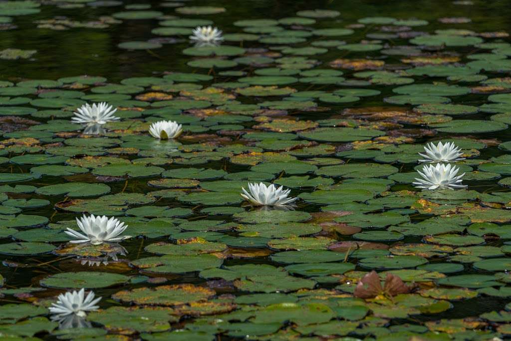 Berry Acres Conservation Area | Hopkinton, MA 01748, USA