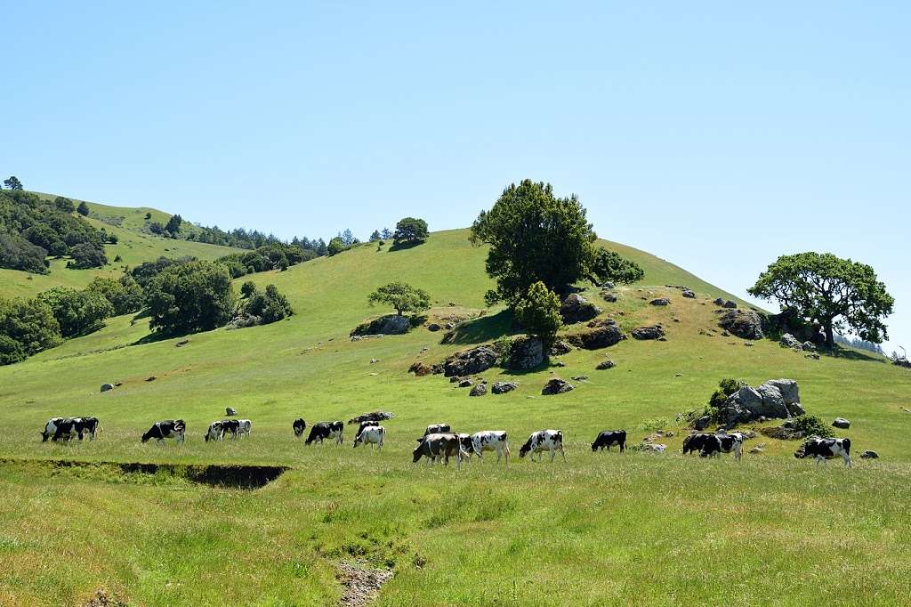 Old Saint Marys Church of Nicasio Valley | Ranch Rd, Nicasio, CA 94946, USA | Phone: (415) 488-9799