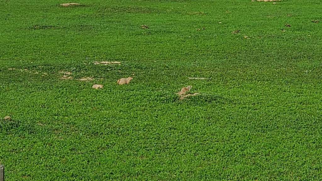 Prairie Dog Meadow Natural Area | 6208 Kyle Ave, Fort Collins, CO 80525, USA | Phone: (970) 416-2815