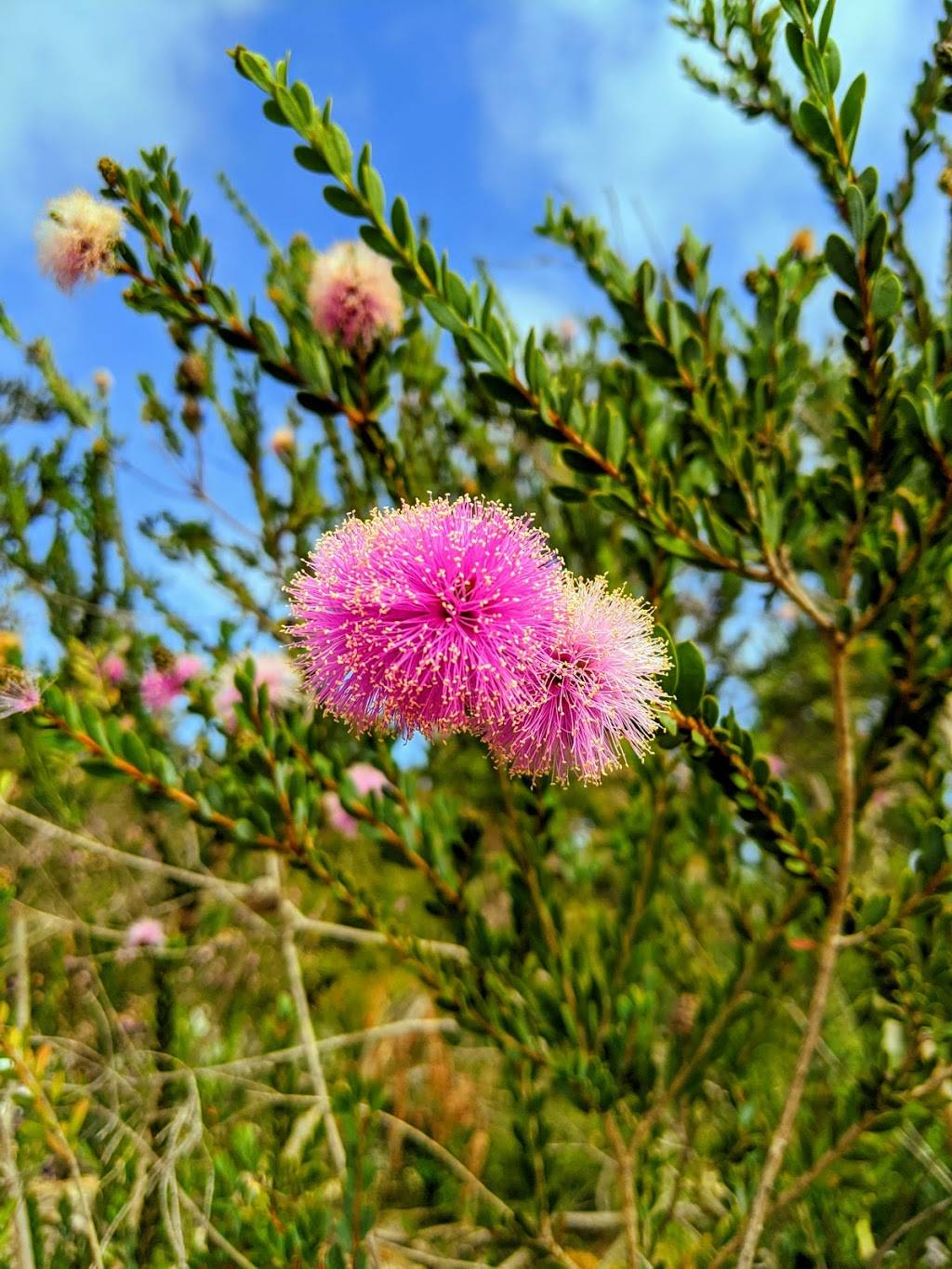 Manhattan Beach Botanical Garden | 1237 N Peck Ave, Manhattan Beach, CA 90266, USA | Phone: (310) 546-1354