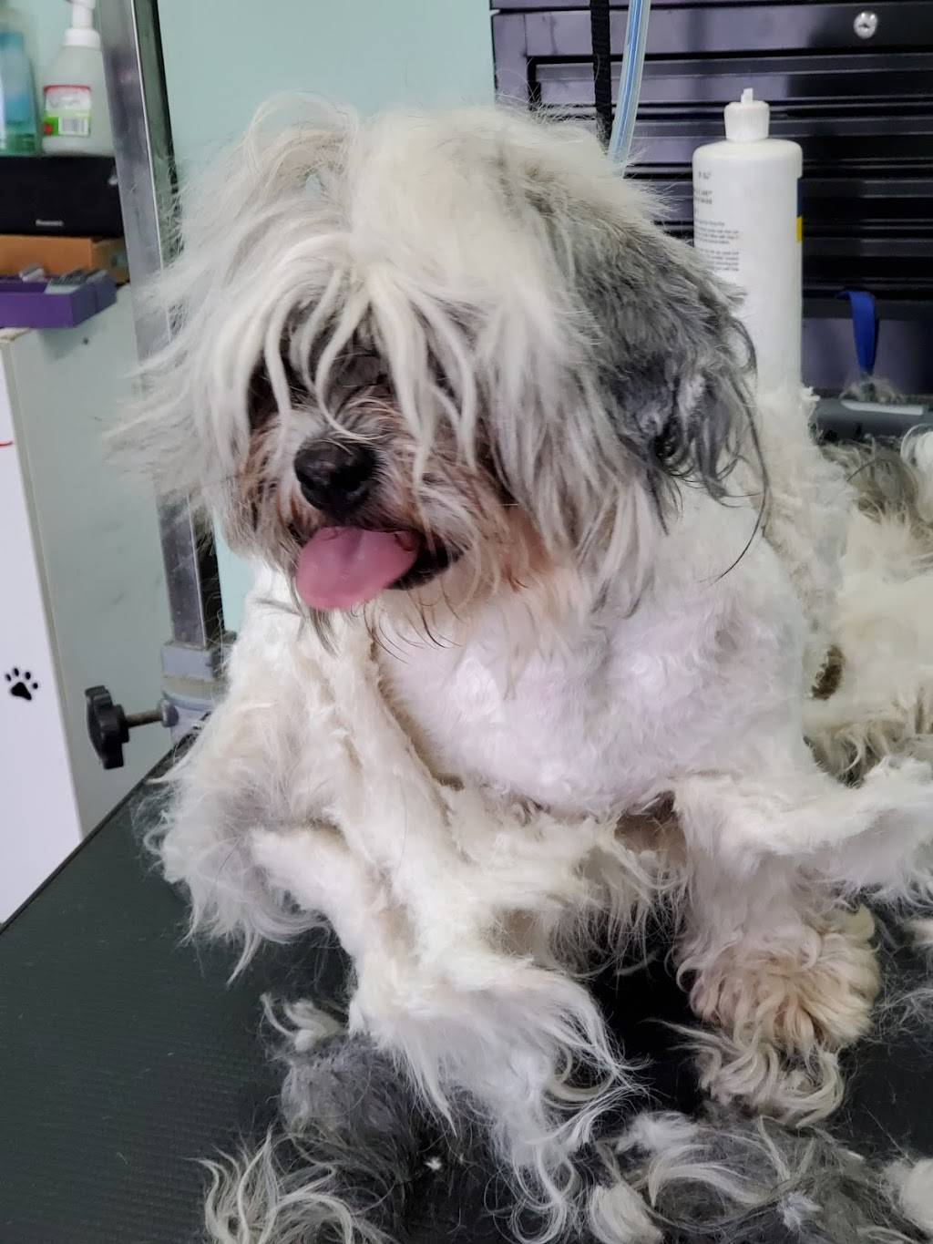 Genesis Dog Grooming | 12518 Vanowen St, North Hollywood, CA 91605, USA | Phone: (818) 219-0522