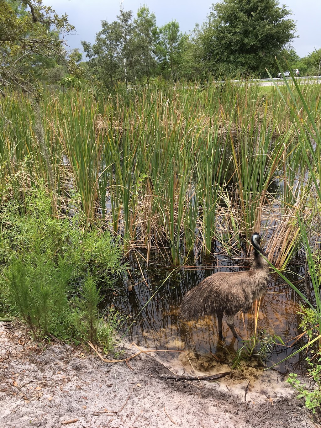 Disney Wilderness Preserve | 2700, Scrub Jay Trail, Kissimmee, FL 34759, USA