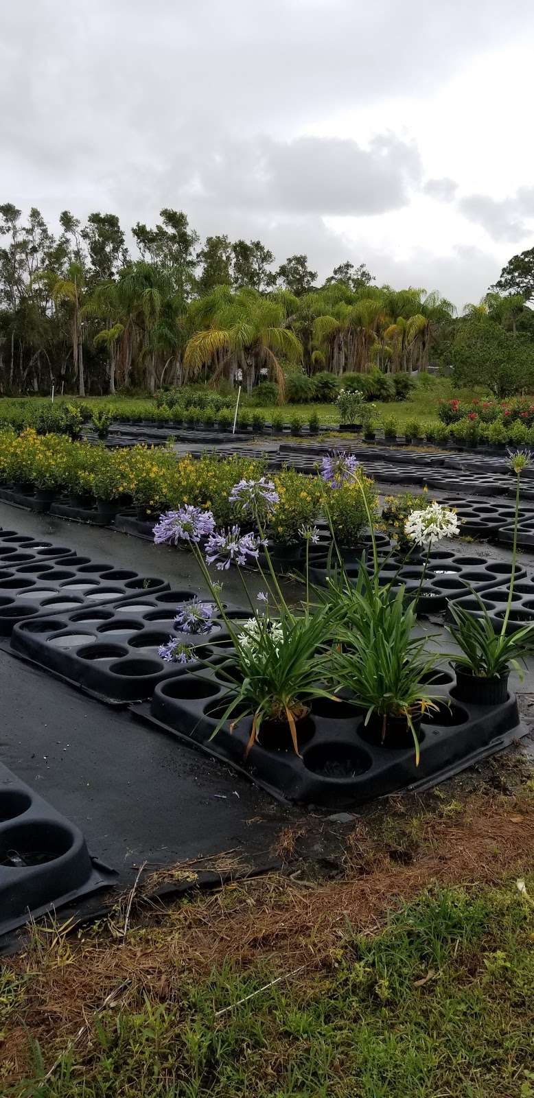 Merritt Island Nursery | 3820 N Courtenay Pkwy, Merritt Island, FL 32953, USA | Phone: (321) 453-2314