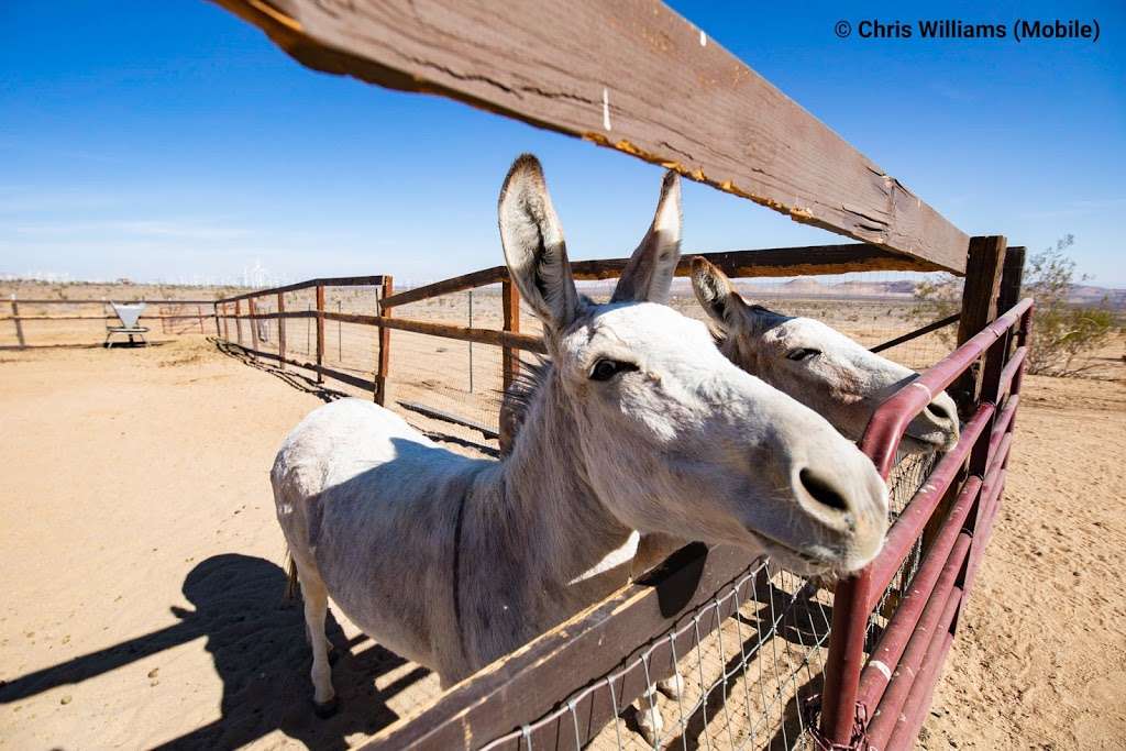 Windswept Ranch Petting Zoo | 11101 Robert Ranch Rd, Willow Springs, CA 93560 | Phone: (661) 809-3965