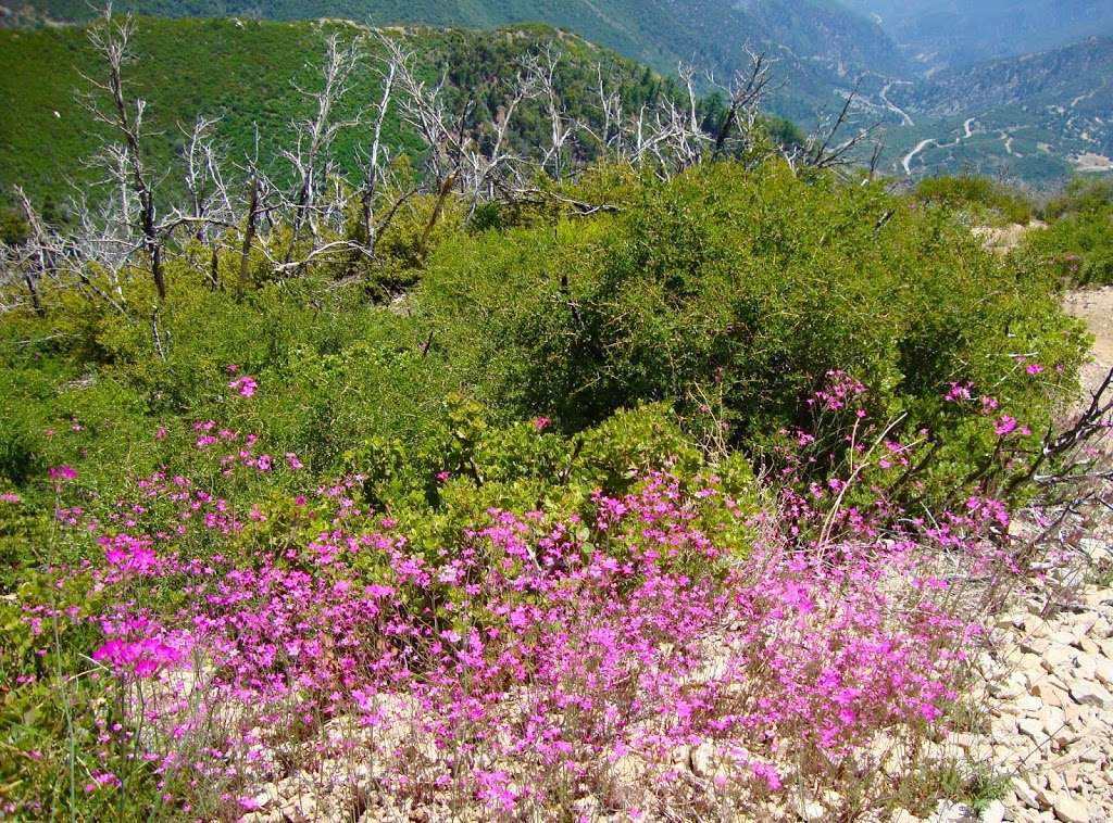 Mount Baldy Visitor Center | Mt Baldy Rd, Mt Baldy, CA 91759, USA | Phone: (909) 982-2829