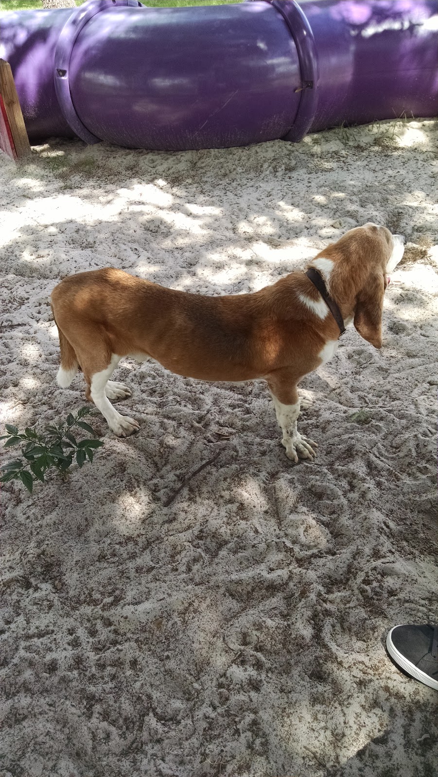 Keysville Dog Park | 2641 Keysville Ave, Deltona, FL 32725, USA