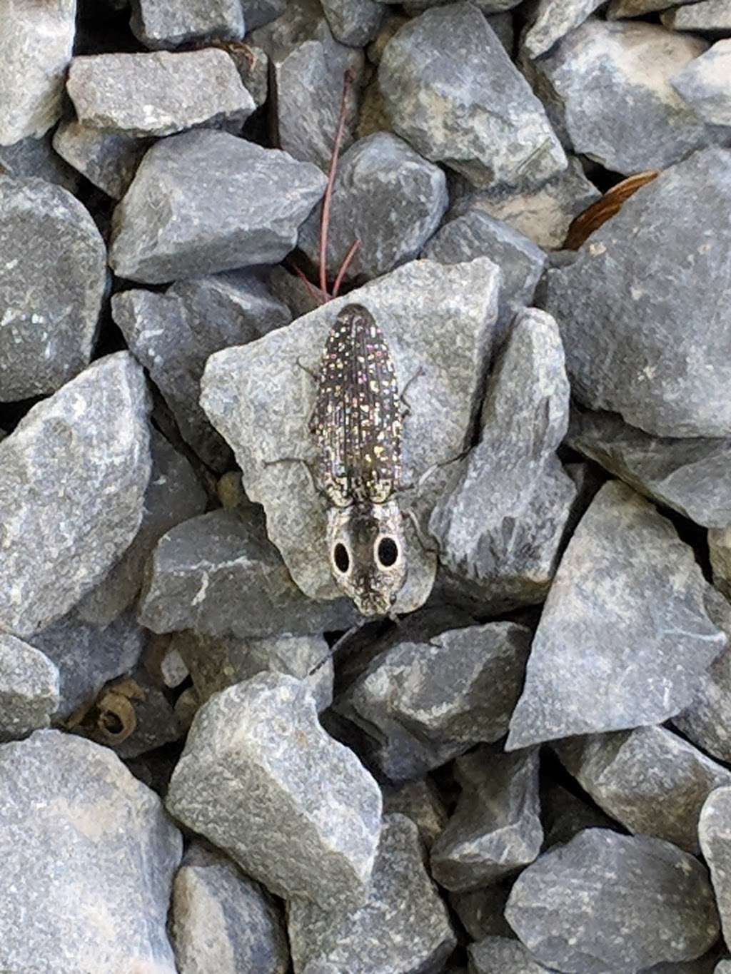 Crawford Walking Trail, 100198 Ward Ave, Pine Bush, NY 12566, USA