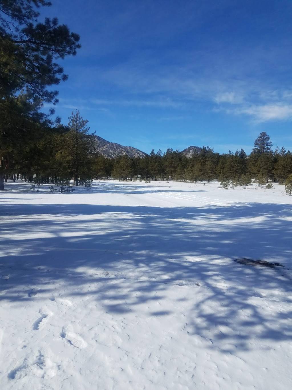 Badger Flats Campsite | Forest Rd 224, Lake George, CO 80827, USA