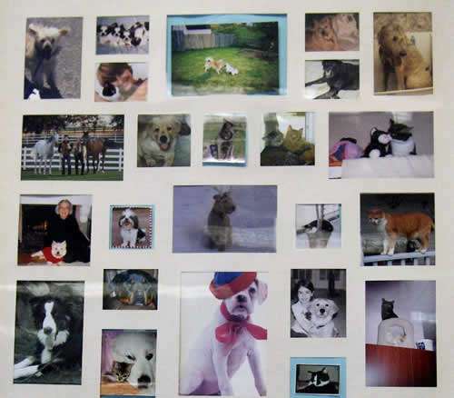 Carter Veterinary Medical Center | 13694 N Meridian St, Carmel, IN 46032, USA | Phone: (317) 844-6868