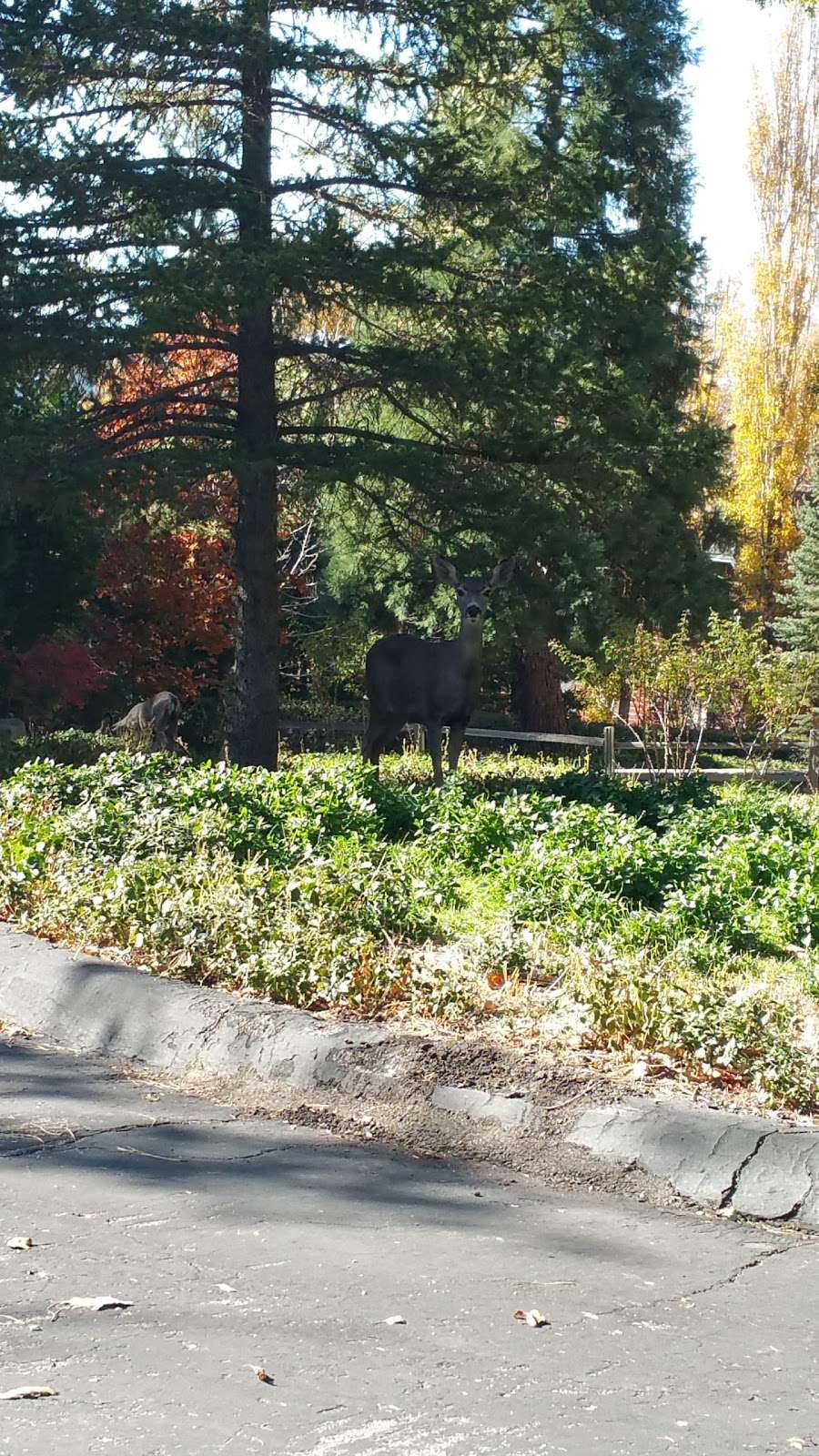 Lake Arrowhead - Green Valley Lake Recreation Area | San Bernardino, CA 92401, USA | Phone: (909) 382-2600