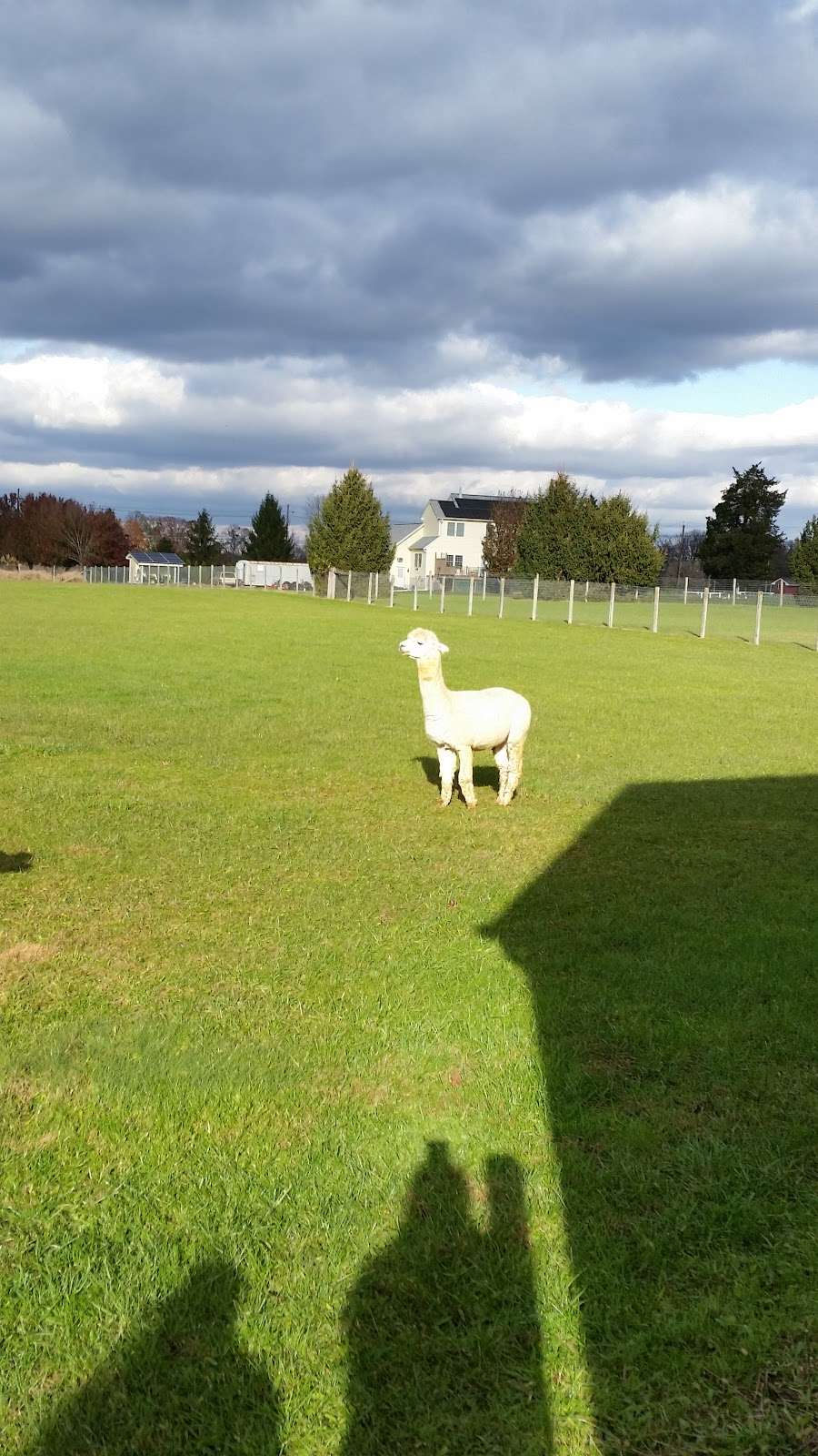 Stormwind Alpacas Farm and Farm Store | 1862 Jacksonville Jobstown Rd, Columbus, NJ 08022, USA | Phone: (609) 694-3410