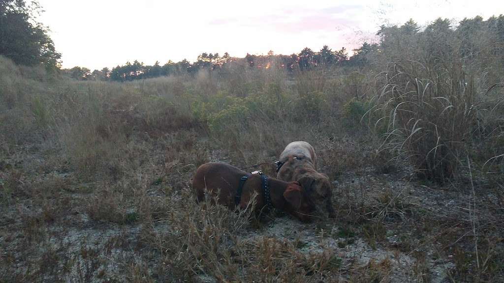 Cranberry Bogs | Carver, MA 02330, USA