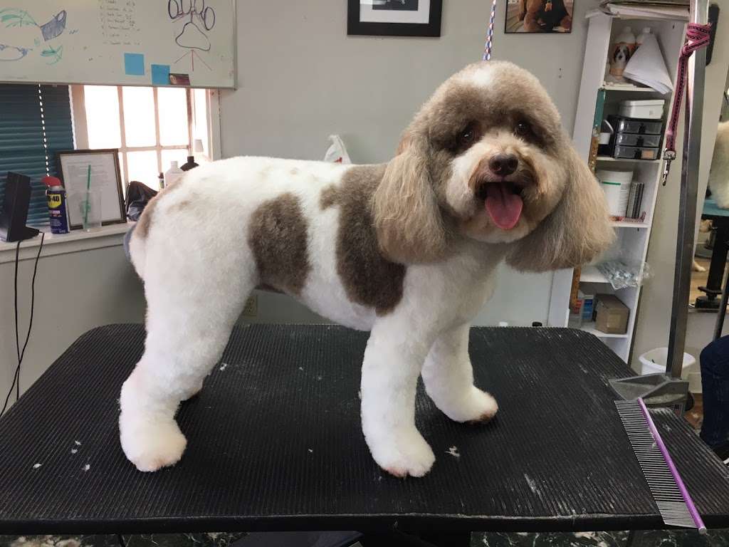 Houston Pet Grooming Academy | 6727 1/2 Weslayan St, Houston, TX 77005 | Phone: (713) 253-5757